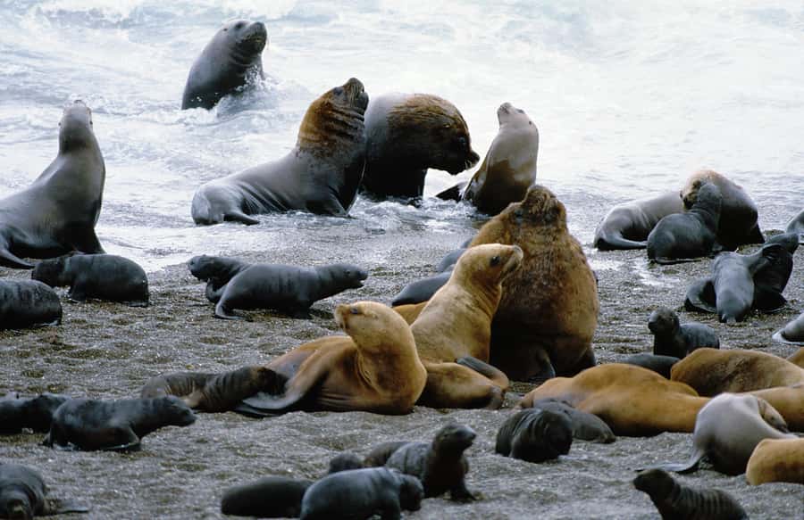 From Puerto Madryn: Valdes Peninsula Full-Day Tour - Why the Valdes Peninsula deserves a full day