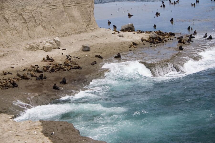 From Puerto Madryn: Valdes Peninsula Full-Day Tour - Is $156 good value?