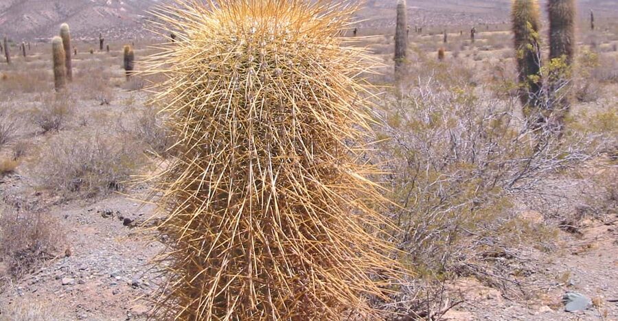 From Salta: 3-Day Cafayate, Cachi, and Humahuaca Guided Trip - Guides, transport, and what is included