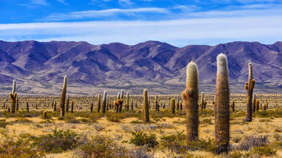 From Salta: Cachi and Los Cardones National Park Tour - Key points before you book