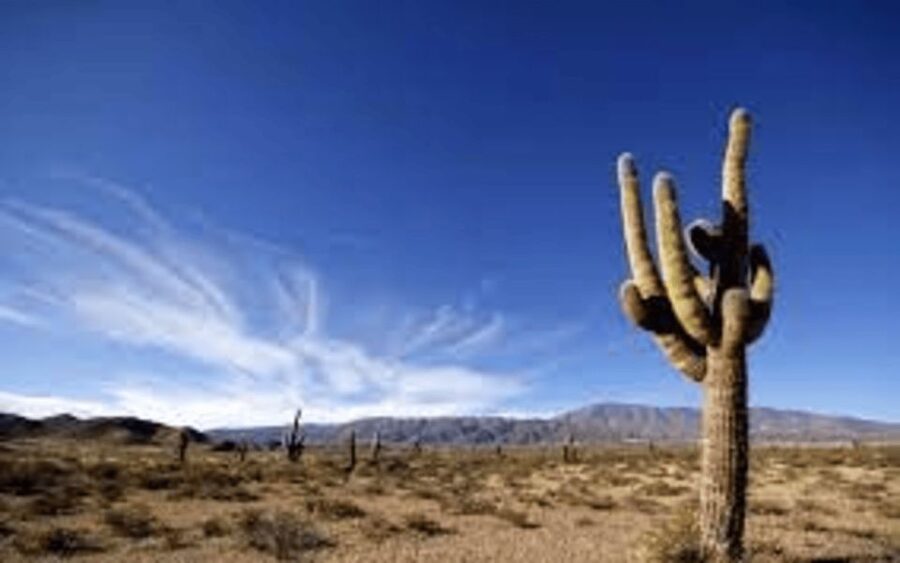 From Salta: Cachi and Los Cardones National Park Tour - Transport, guides, and the long return