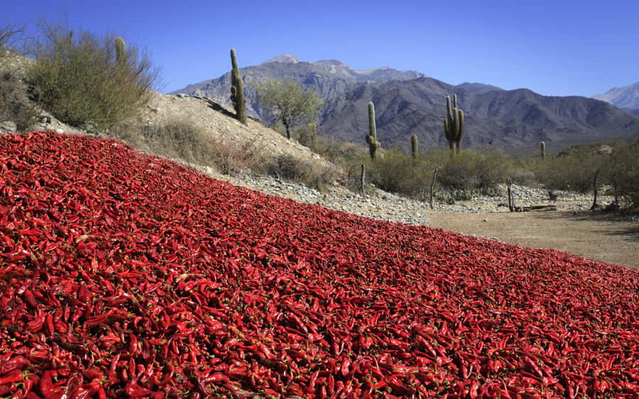 From Salta: Cafayate, Cachi and Salinas Grandes in 3 days - Key things to know before booking