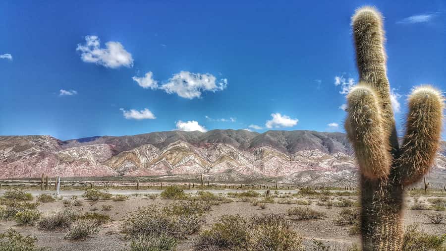From Salta: Day Trip to Cachi and the Calchaquí Valleys - The Quebrada de los Laureles and Yungas forest
