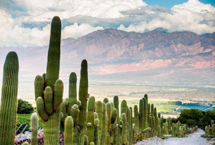 From Salta: Day Trip to Cafayate - Cafayate and the Torrontés connection