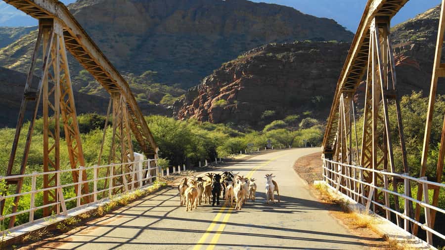 From Salta: Day Trip to Cafayate - What the $41 price really covers