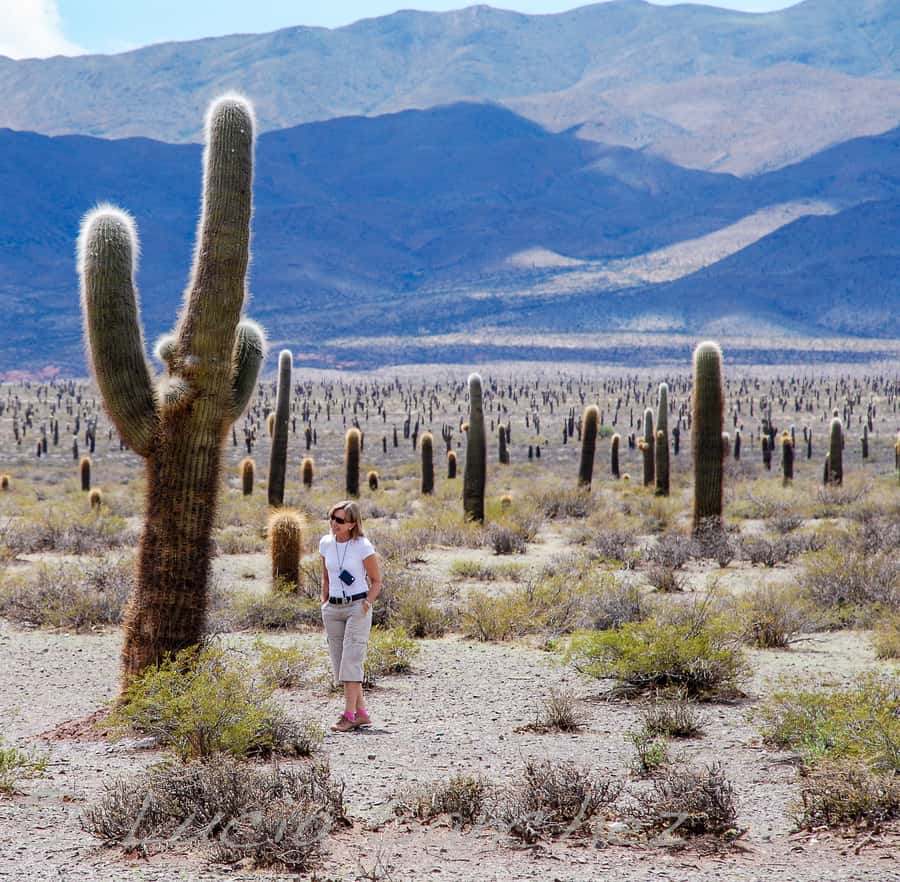 From Salta: Full-Day Scenic Tour to Cachi - Transport, group size, and the realities of a 13-hour day