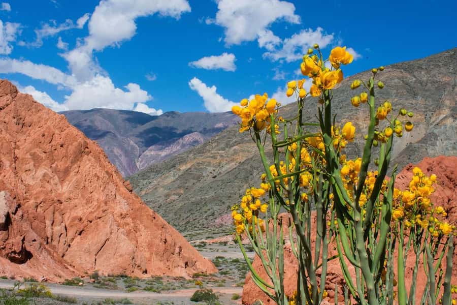 From Salta: Full-Day Trip to Salinas Grandes and Purmamarca - Salinas Grandes, Argentina’s white high-altitude wonder
