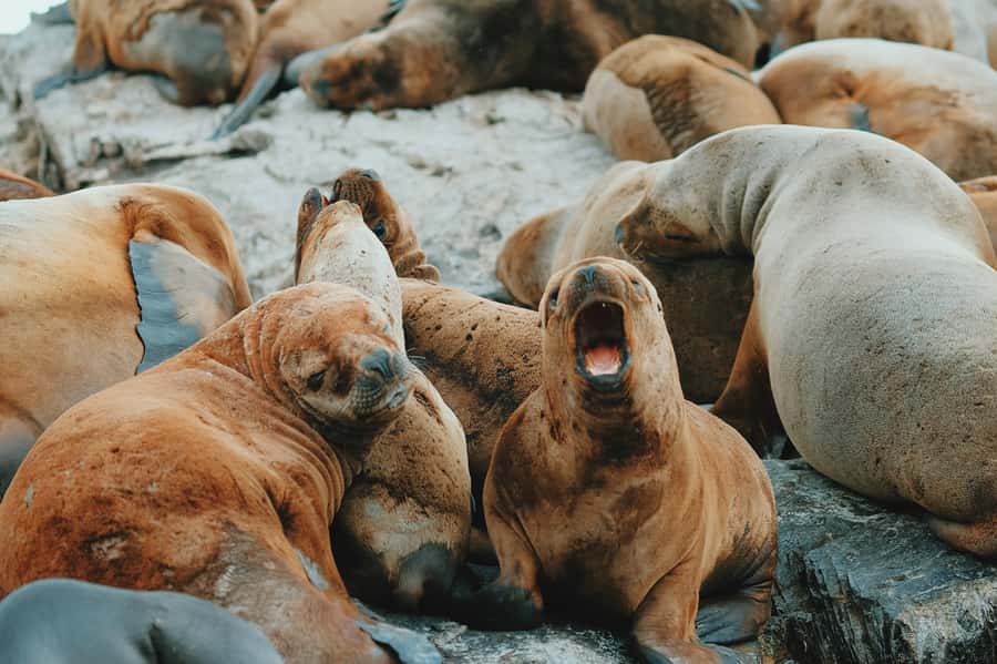 From Ushuaia: Beagle Channel Catamaran Tour - Key points at a glance