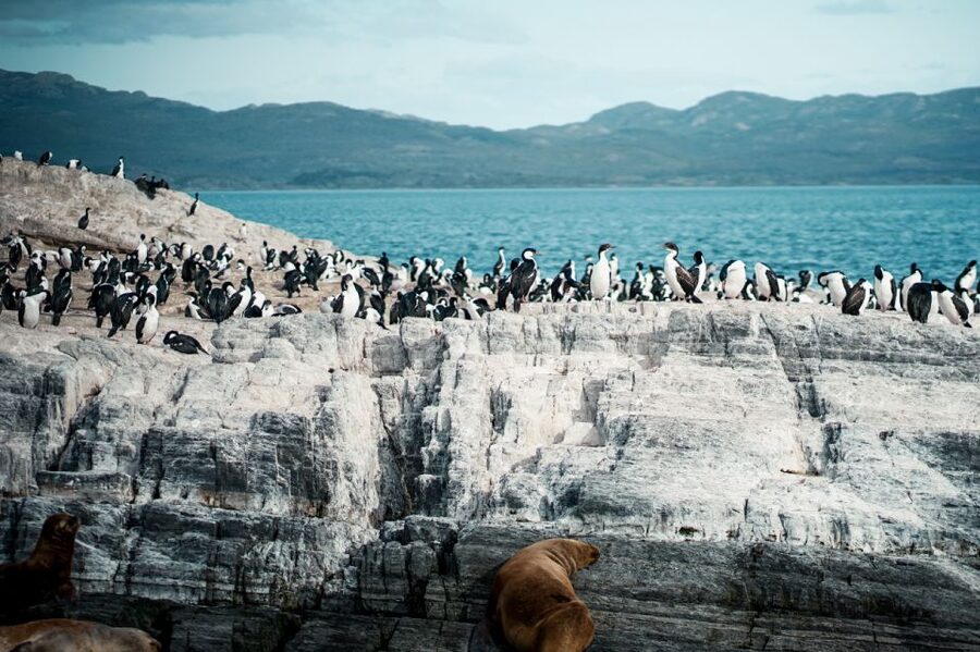 From Ushuaia: Beagle Channel Catamaran Tour - Les Eclaireurs Lighthouse and the SS Monte Cervantes