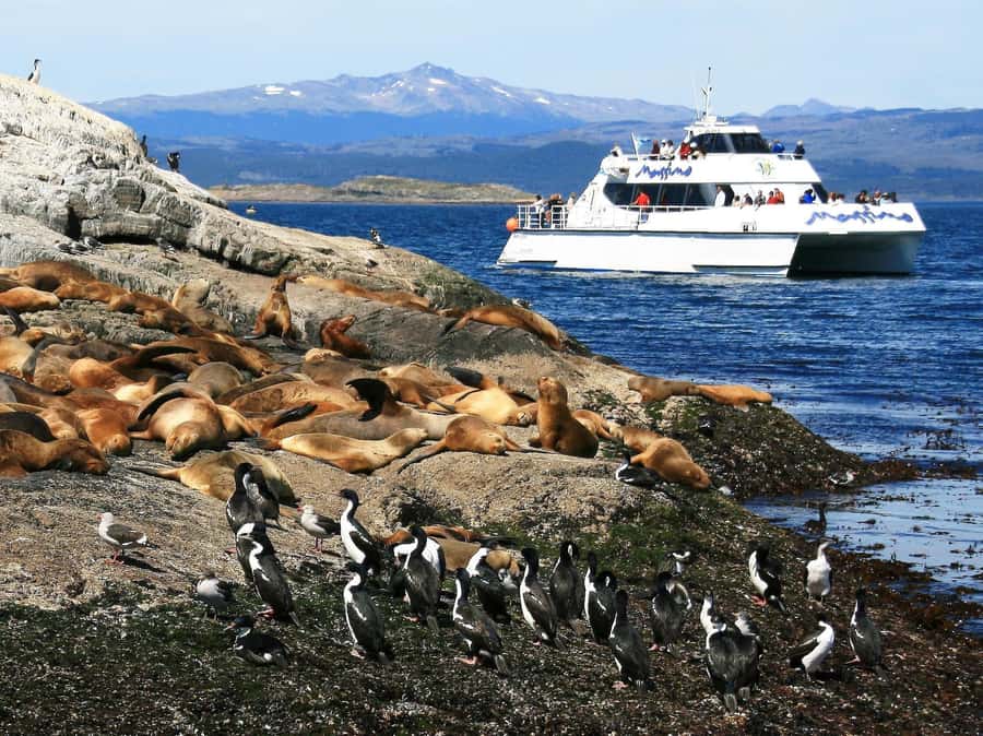 From Ushuaia: Beagle Channel Yacht Sailing Tour - Key points before you book