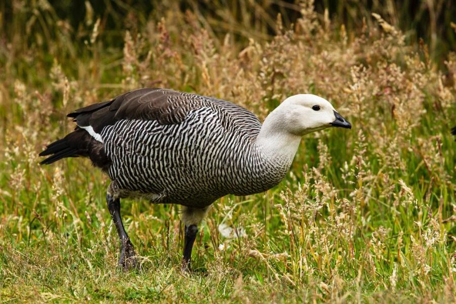 From Ushuaia: Discover Tierra del Fuego National Park - Is $72 a Fair Price?