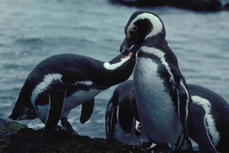 From Ushuaia: Penguin Watching Tour by Catamaran - Key points to know before booking