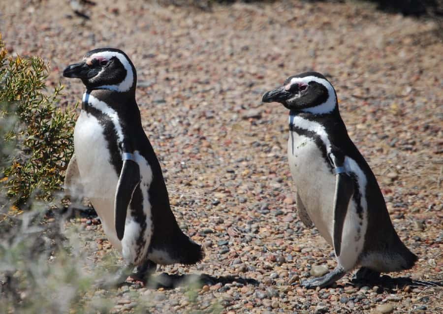 From Ushuaia: Penguin Watching Tour by Catamaran - Leaving Ushuaia through the Beagle Channel