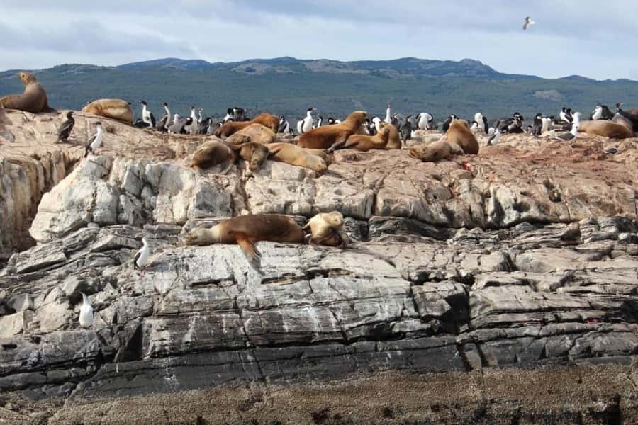 From Ushuaia: Penguin Watching Tour by Catamaran - Cormorants and the working rhythm of the channel