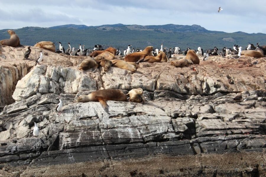 From Ushuaia: Penguin Watching Tour by Catamaran - Les Eclaireurs Lighthouse and the SS Monte Cervantes