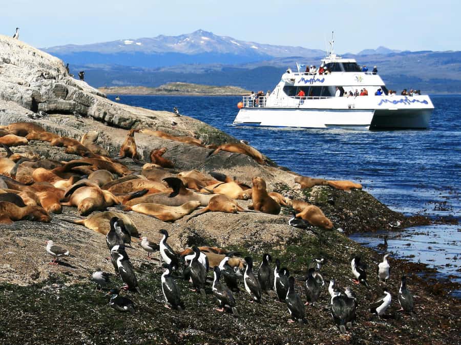 From Ushuaia: Penguin Watching Tour by Catamaran - What the $177 price really covers