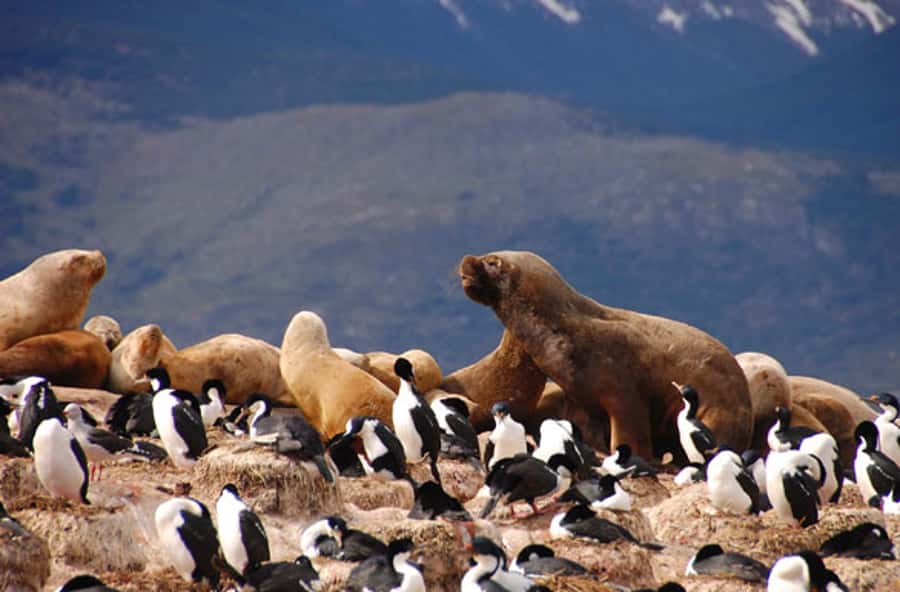 From Ushuaia: Penguin Watching Tour by Catamaran - Sea lions at Isla de los Lobos