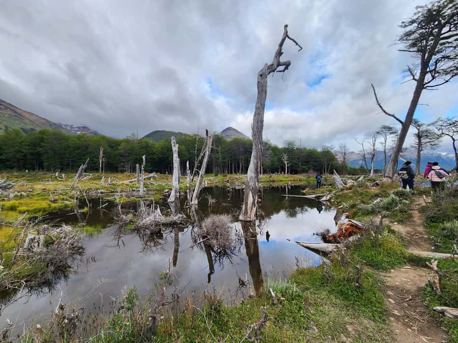 From Ushuaia: Tierra del Fuego Emerald Lagoon Trekking Tour - Key points at a glance