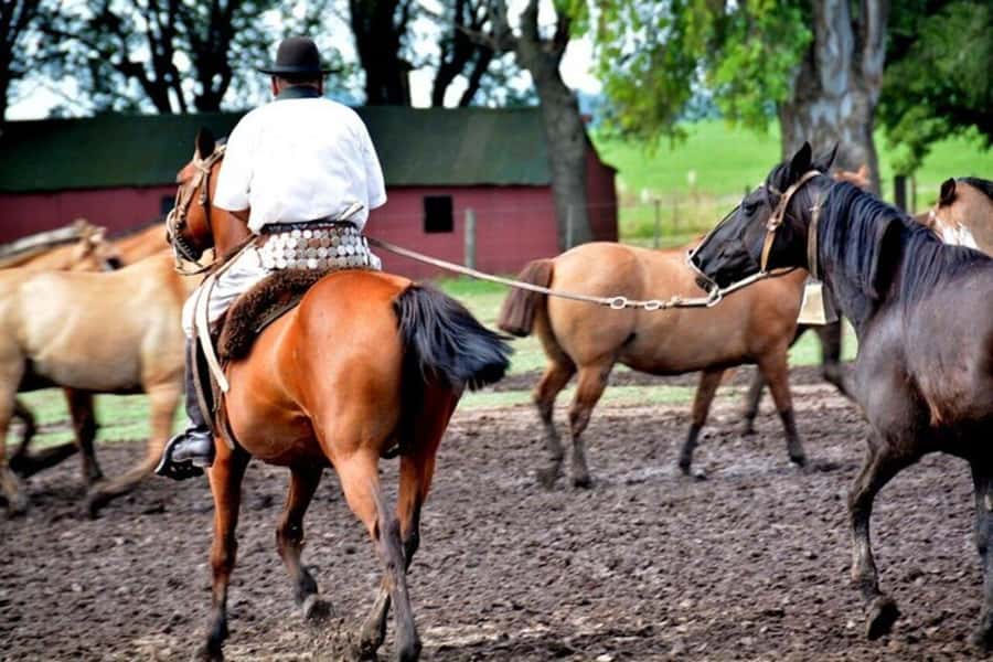Full-Day at Santa Susana Ranch with BBQ, Drinks and Show - Is $595 a fair price?