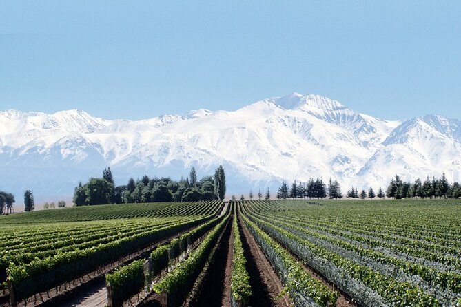 Full Day Private Guided Tour of Vinicolas de Mendoza - Key points to know before booking