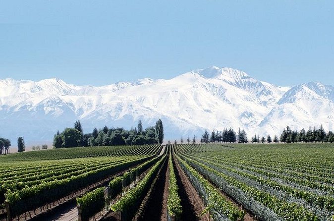 Full Day Private Guided Tour of Vinicolas de Mendoza - Finca Decero is the day’s main event