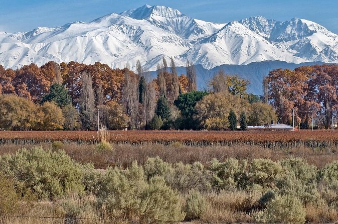 Full Day Private Guided Tour of Vinicolas de Mendoza - What the excellent service praise tells you
