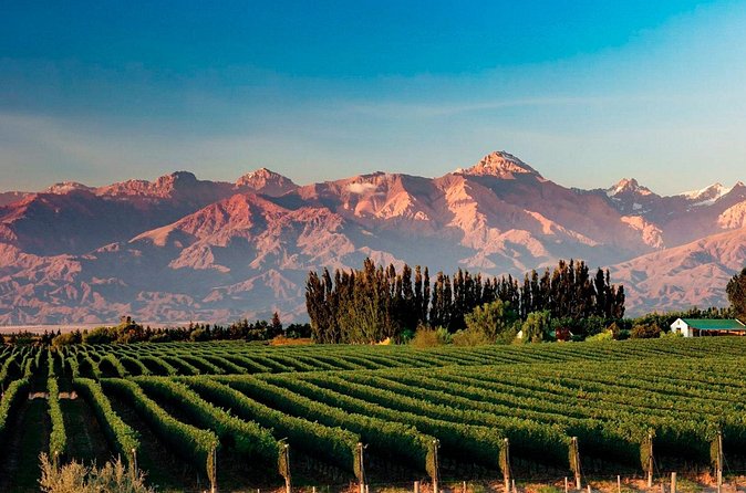 Full Day Private Guided Tour of Vinicolas de Mendoza - The long day, early start, and firm booking terms