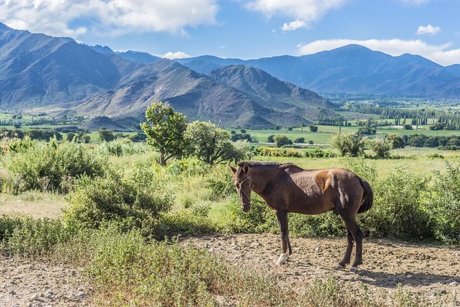 Full-Day Tour Cafayate Calchaqui Valleys with Wine - The essential points at a glance