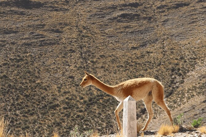 Full-Day Tour to Salinas Grandes and Purmamarca From Salta - Salinas Grandes, a white world under hard sun