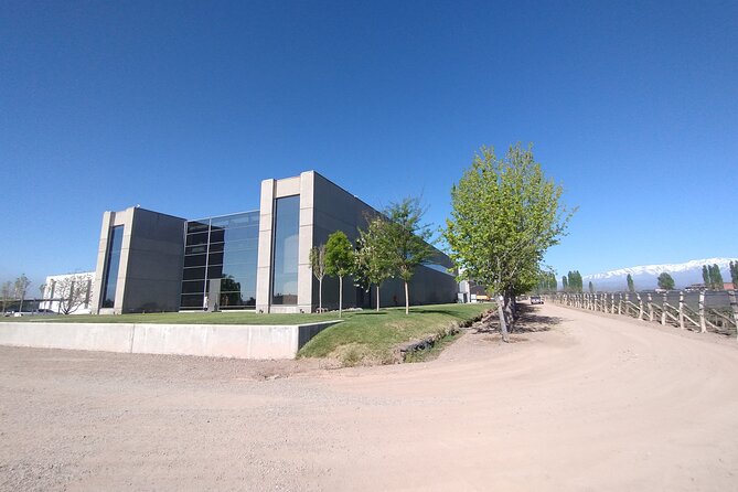 Full Day Wineries in Maipu and Lujan : 2/3 Wineries + 1 Olive Tree - The olive-tree stop brings a welcome change