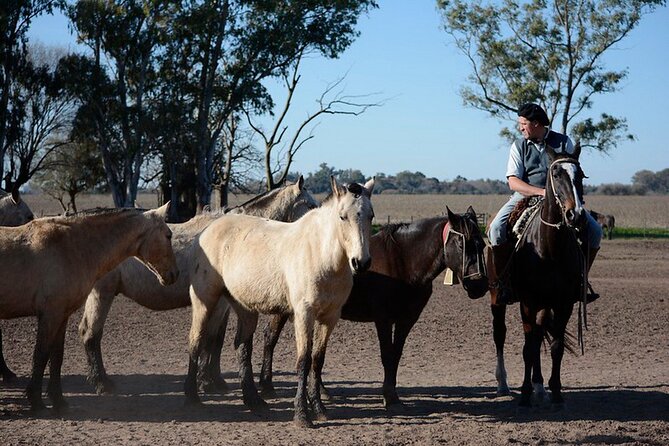 Gaucho Day Tour Santa Susana Estancia From Buenos Aires - Argentine barbecue, empanadas, and included drinks