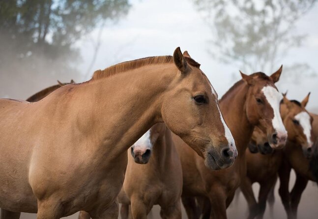 Gaucho Experience: A Day Trip to Don Silvano Ranch - From Buenos Aires to the Argentine Pampas