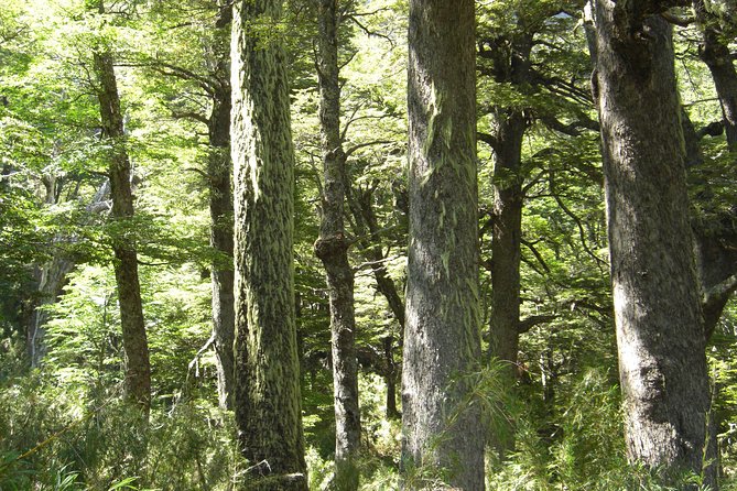 Glacier navigation Mayo Spirit Trek 3 landings and walk through the Forest - Returning through Mayo Sound to Perito Moreno
