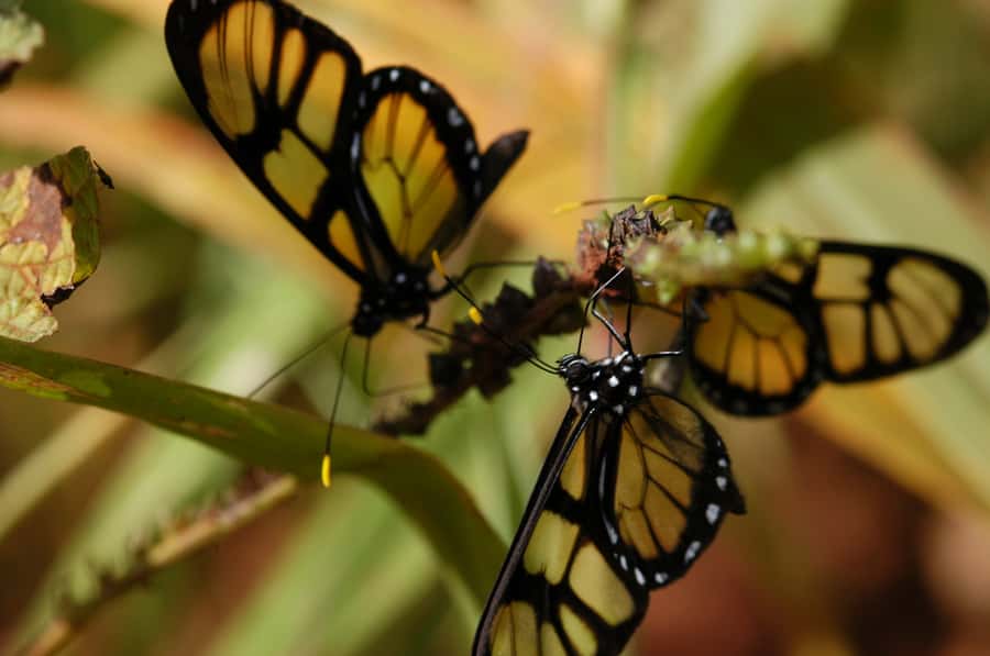 Half-Day Iguazú Forest Adventure - Key points to know before you go