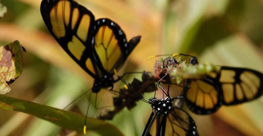 Half-Day Iguazú Forest Adventure - What to wear and carry