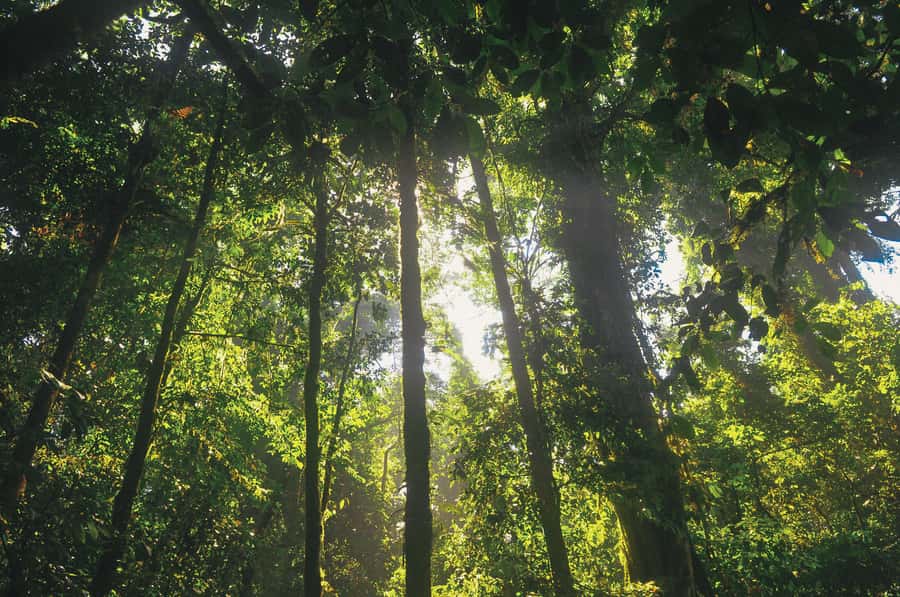 Half-Day Iguazú Forest Adventure - Who will enjoy this most?
