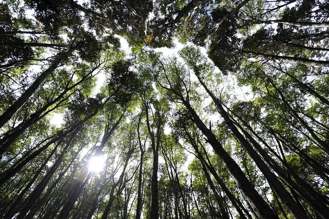 Half-Day Tierra del Fuego National Park with Lunch and Drinks - Who Should Book This Park Excursion?