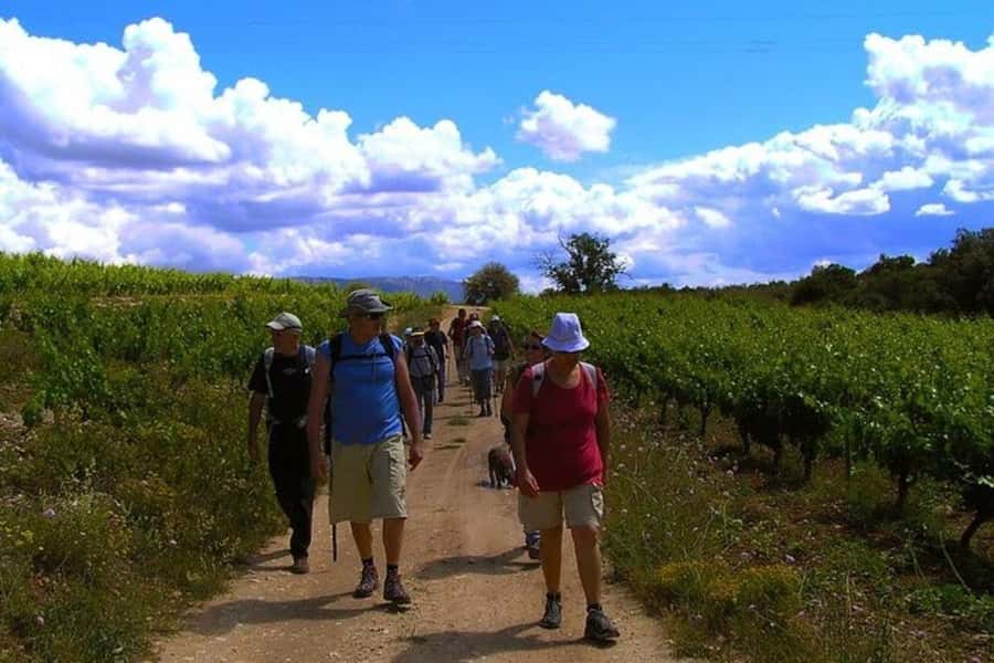 Half Day Tour of Wineries and Olive Oil from Mendoza - Two boutique wineries, two different introductions to wine