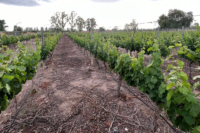 Half Day Winery Tour - Key points to know before you book