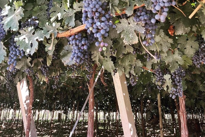 Half Day Winery Tour - Bodega Familia Cecchin and the artisan angle