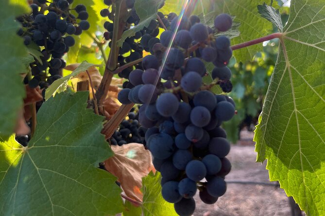 Half Day Winery Tour - Don Manuel Villafañe or its replacement