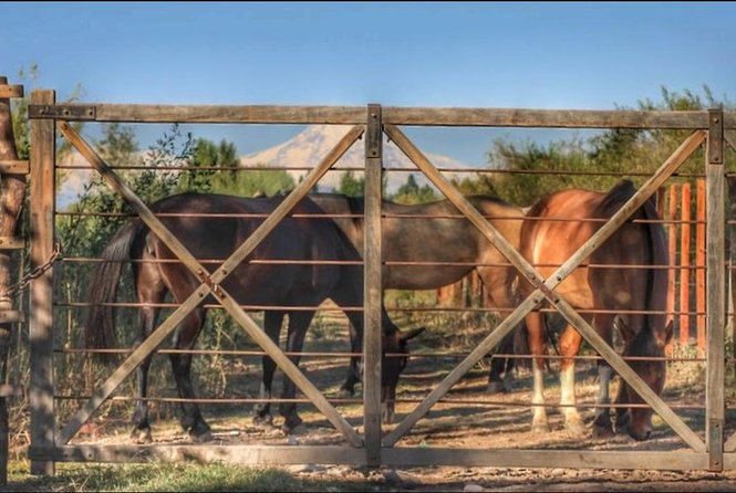 Horseback ride through vineyards followed by gourmet lunch - Why this Mendoza pairing works so well
