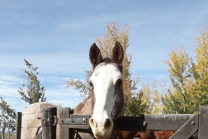 Horseback riding and barbecue in a private ranch - La Carrera, Mendoza - Who Will Enjoy This Day Most
