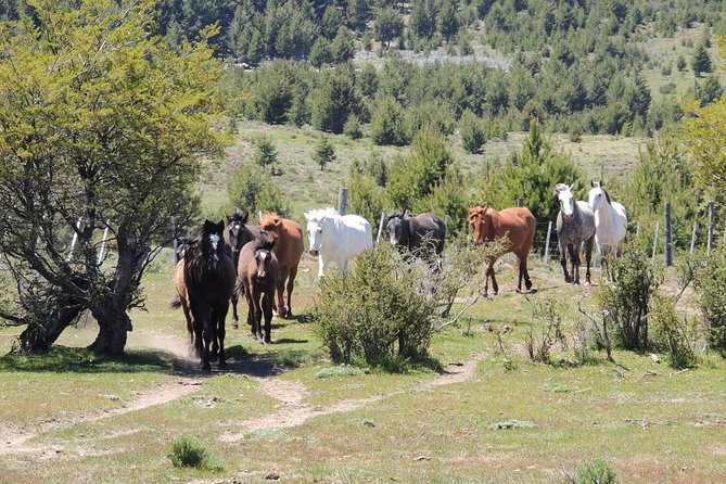 Horseback Riding with Asado in San Carlos de Bariloche, Argentina - Returning for an asado criollo