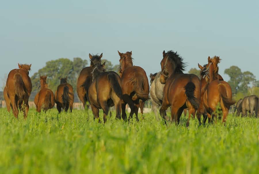 Horses, Asado & Nature. A day at a thoroughbred farm - Fire, premium beef, and a long Argentine lunch