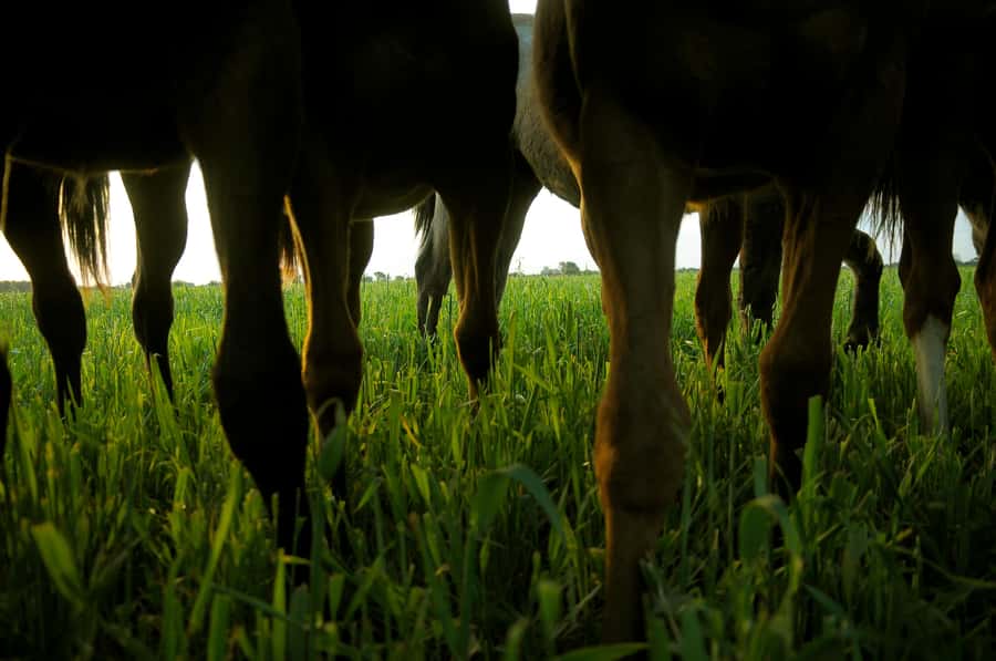 Horses, Asado & Nature. A day at a thoroughbred farm - A flexible afternoon at the Main House