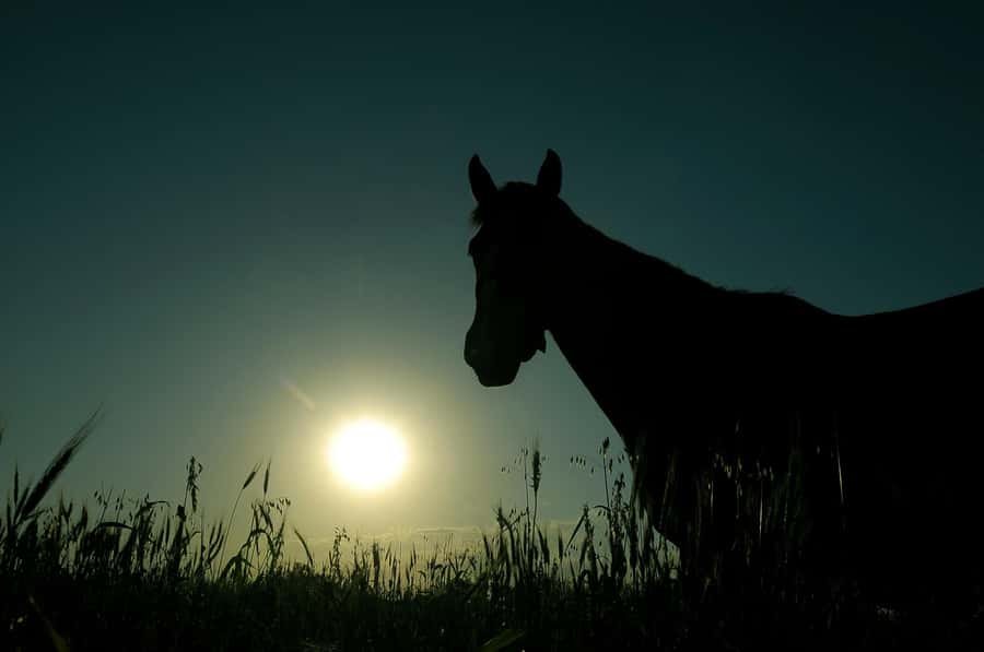 Horses, Asado & Nature. A day at a thoroughbred farm - Is $148 a fair price?