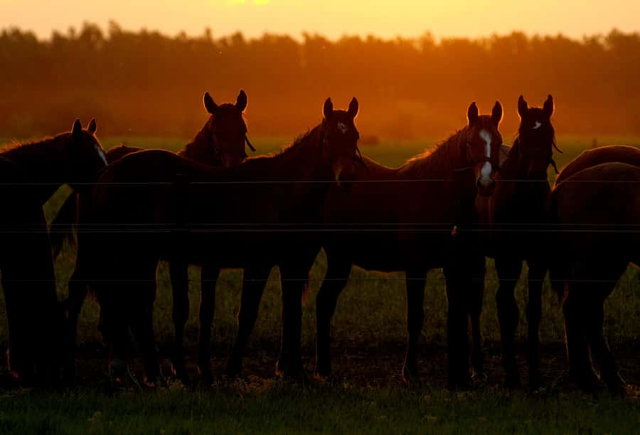 Horses, Asado & Nature. A day at a thoroughbred farm - Should you book Horses, Asado & Nature?