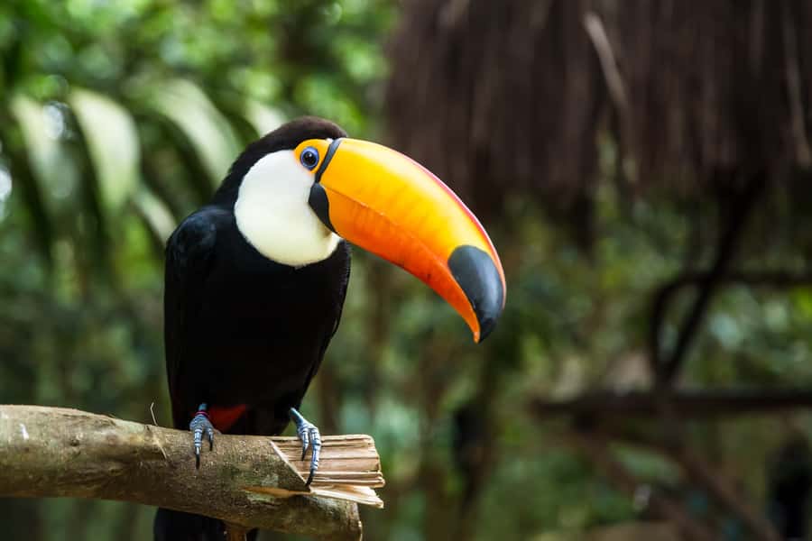 Iguazú Falls: The Natural Wonder of Argentina - Why Iguazú Falls feels different from an ordinary waterfall visit