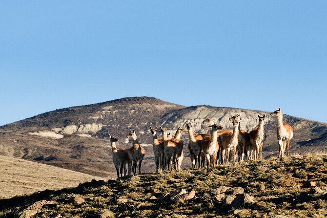 Immersive 4x4 Patagonia Safari: Dicover Flora Heritage & Wildlife - Stew, wine, and the meal at La Selección